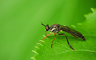 Robberfly (Dioctria hyalipennis)